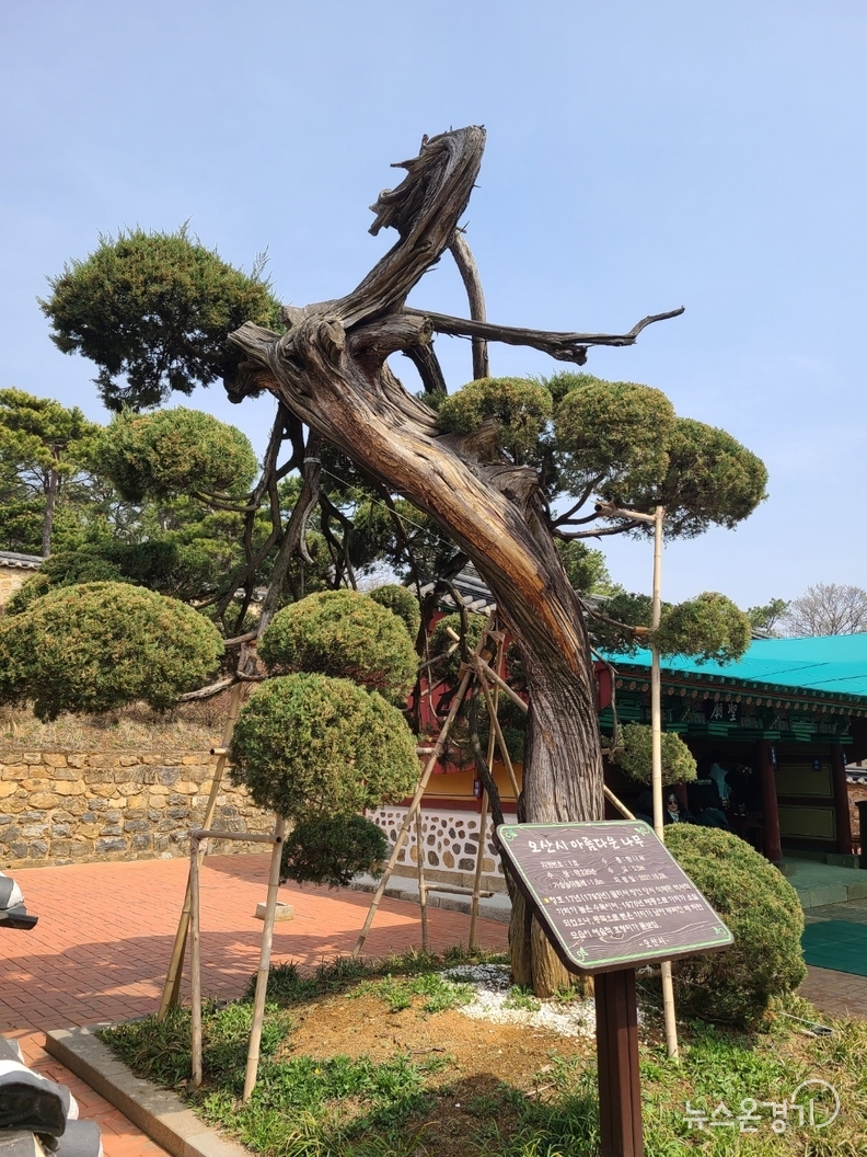 궐리사 은행나무와 함께 궐리사의 상징인 향나무. 이 향나무는 궐리사 창건 당시 심은 나무로 1970년 태풍으로 인해 가지가 부러진채 살아있다.