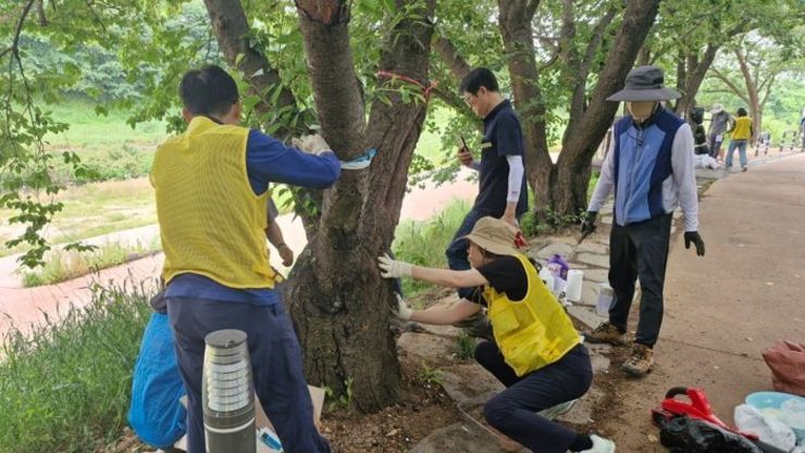 수원시, (사)한국나무의사협회 수원시분회와 황구지천 일대 벚나무 진단·외과 수술