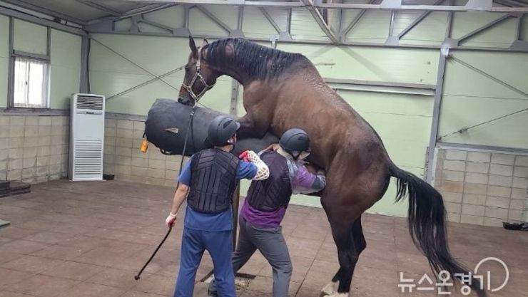 경기도, 수백만 원대 승용마 교배·번식 '전액 무료' 지원