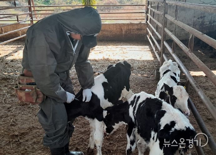 럼피스킨병 예방접종