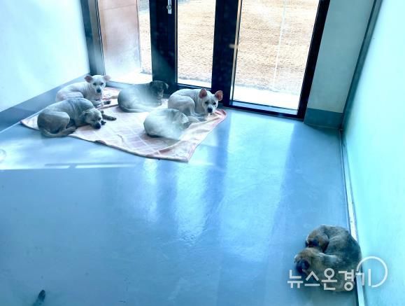 잘 관리되고 있는 도내동물보호센터 보호사에서 쉬고 있는 유실유기견들