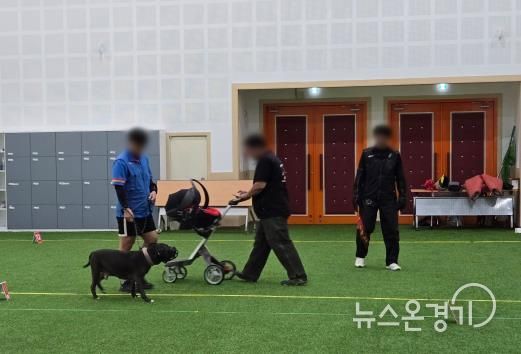 맹견 기질평가