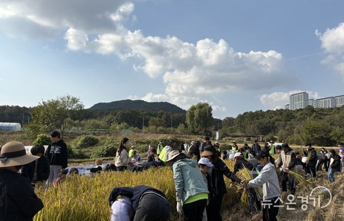 시민과 함께하는 가을걷이 행사에 참여한 시민들이 추수를 하고 있다