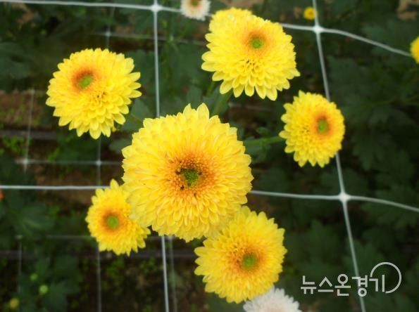 국화(큐티버블앰버)