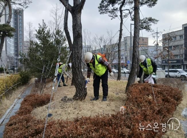수원시 팔달구, 소나무 재선충병 방제완료