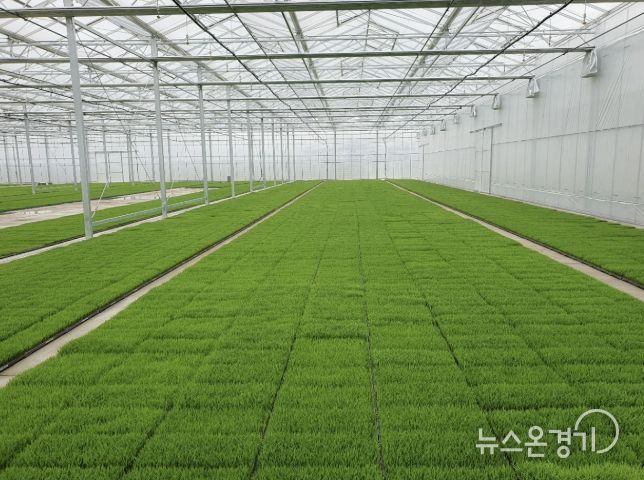 고품질 여주쌀 생산을 위한 볍씨소독 및 적기 못자리 설치